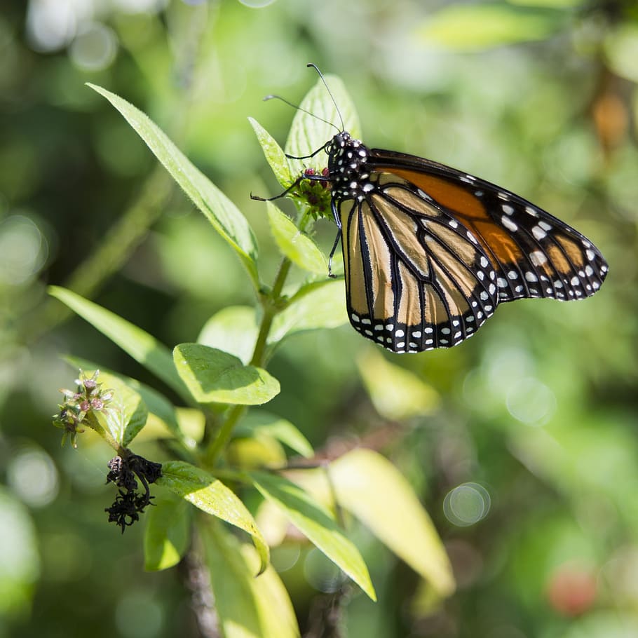 Butterfly, Leaves, Leaf, Nature, Summer, spring, green, plant HD wallpaper