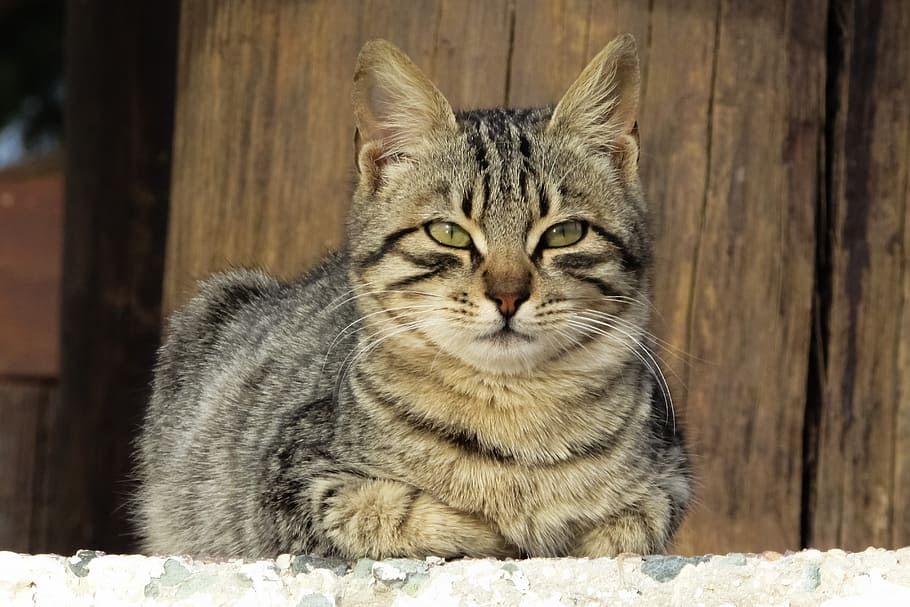 tilt-shift lens photography of a gray tabby cat, stray, face HD wallpaper