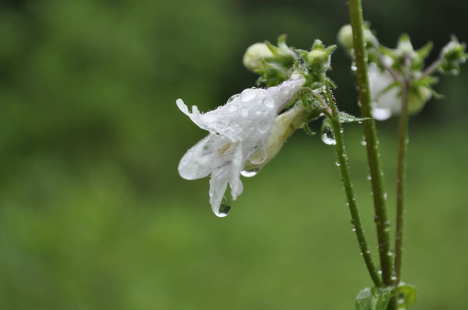 spring, rain, dewdrops, springtime, flower, rebirth, water HD wallpaper