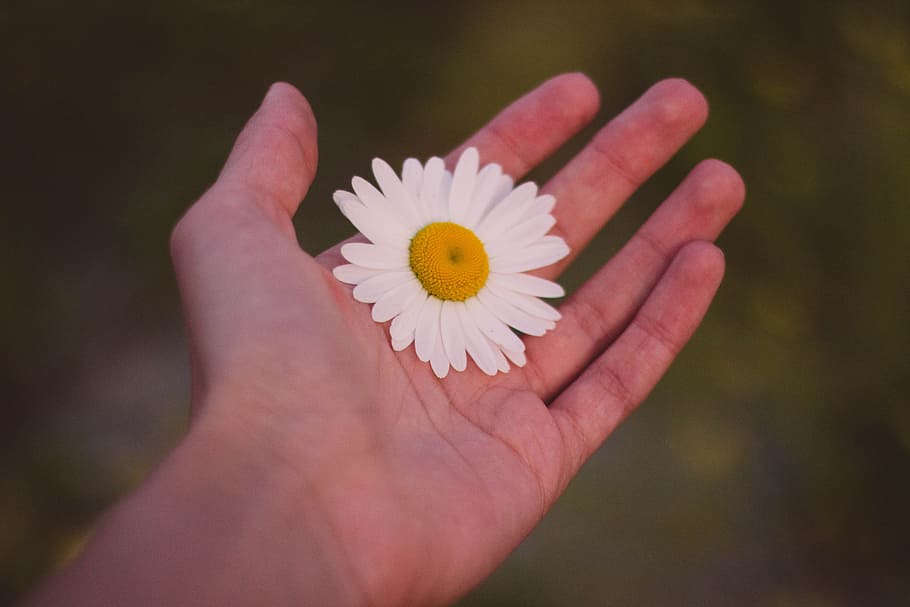 white daisy flower on human hand in close-up photography, human body part HD wallpaper