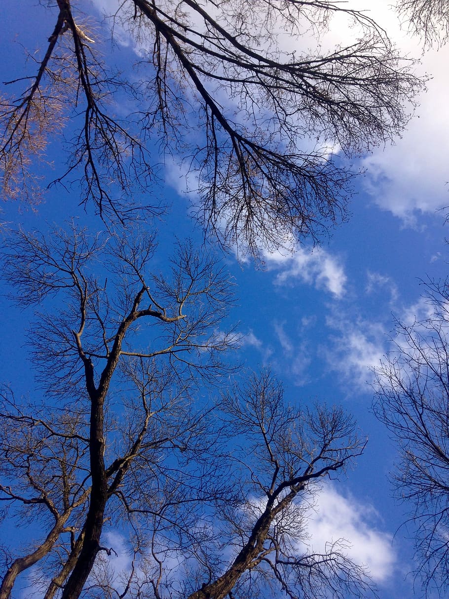 Sky, Blue, Blue, Trees, Clouds, Blue Sky, branches, spring HD wallpaper