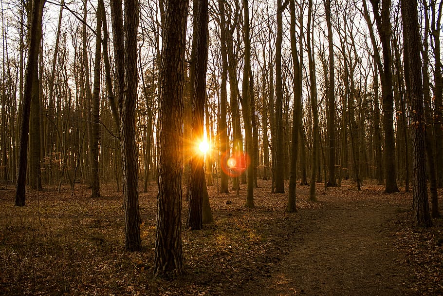 forest, sun, sunset, light, autumn, nature, tree, outdoors HD wallpaper