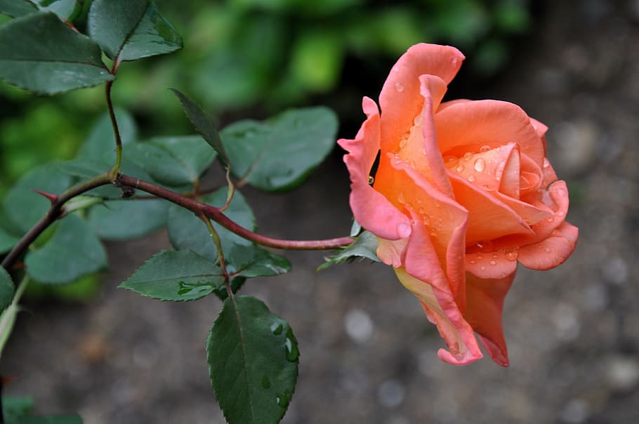 pink rose flower, macro, amorousness, garden, orange, summer HD wallpaper