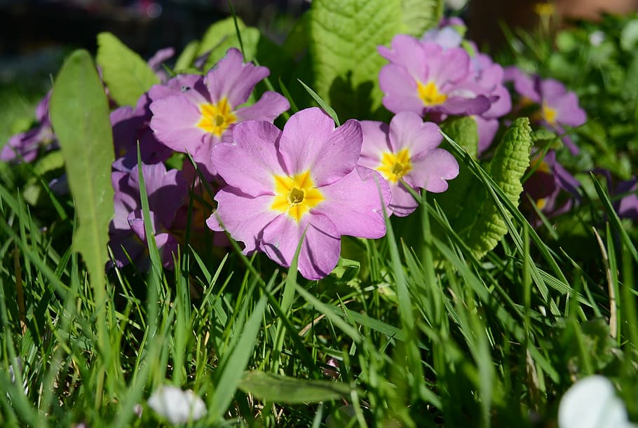 primroses, violet, flowers, spring, flora, garden, nature, bloom HD wallpaper