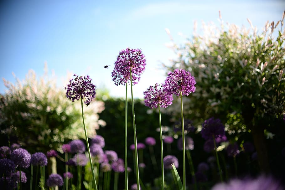 bee, flower, plant, spring, nature, honey, garden, green, insect HD wallpaper