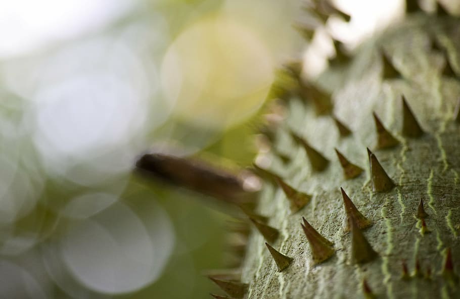 kapok, tree, bokeh, nature, plant, spike, spikes, green, florida HD wallpaper