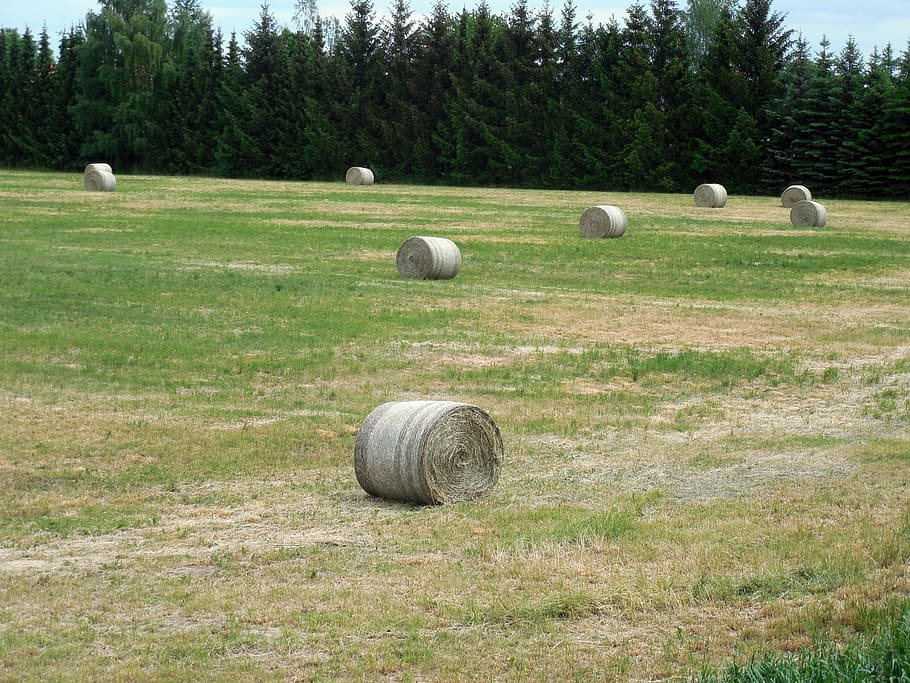 Hd Wallpaper Straw Bales Agriculture Hay Hay Bales Harvest Field Stubble Wallpaper Flare