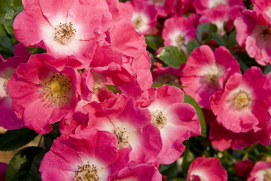 blossom, bloom, rose, close, red rose, flower, nature, flowering plant HD wallpaper