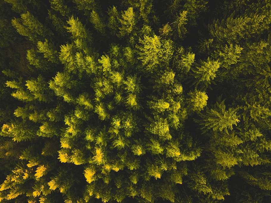 aerial view photography of green leaf trees, topview of forest HD wallpaper
