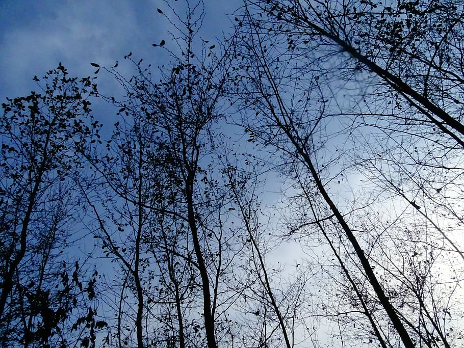 sky, tree, cloudy day, plant, low angle view, branch, beauty in nature HD wallpaper
