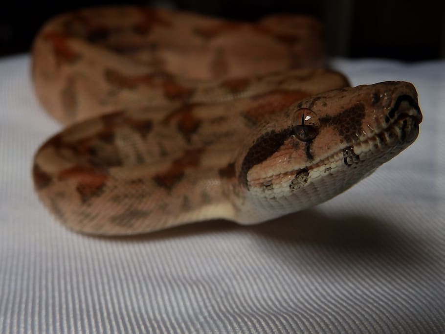 snake, boa constrictor imperator, terrarium, close-up, indoors HD wallpaper