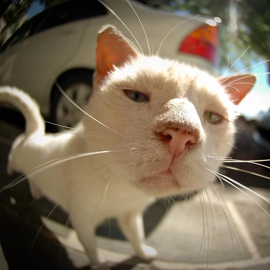 cat, animal, expression, domestic, pets, mammal, domestic animals HD wallpaper