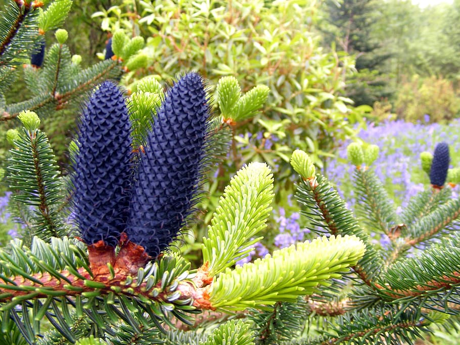conifer, spindles, blue, tree, garden, pod, nature, outdoor HD wallpaper