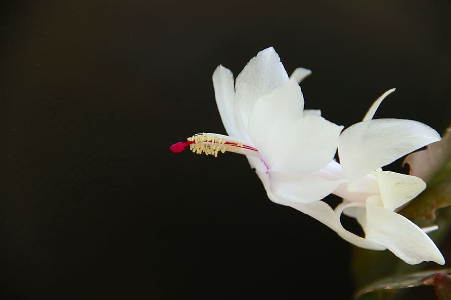 flower, 蟹爪兰, white, flowering plant, petal, black background HD wallpaper