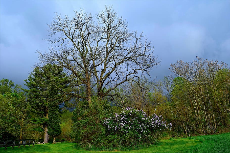 tree, park, lilac bush, green, nature, outdoor, light, natural HD wallpaper
