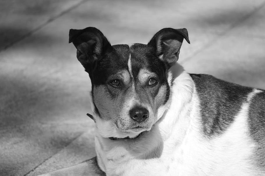 dog, mongrel, terrier, alert, abandoned, stray, adopted, mammal HD wallpaper