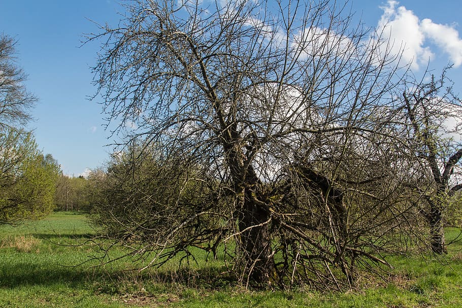 tree, old tree, nature, wood, plant, sky, bare tree, land, tranquility HD wallpaper