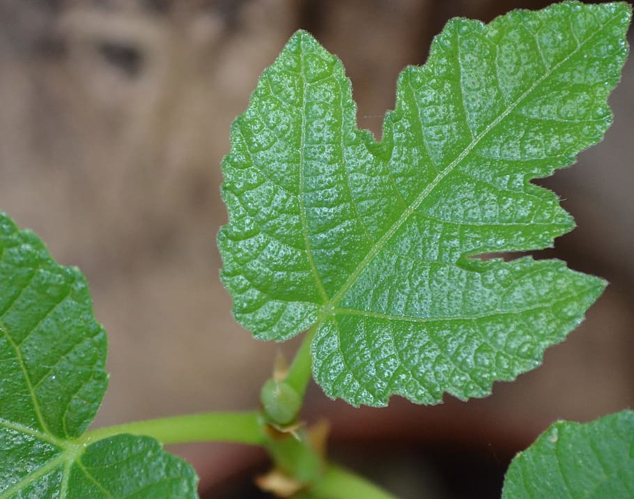 leaf, fig, fractals, bloom, plant part, green color, close-up HD wallpaper