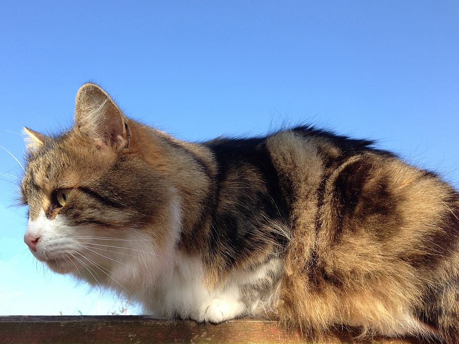 cat, tabby, white, sky, blue, pet, feline, kitty, animal, cute HD wallpaper