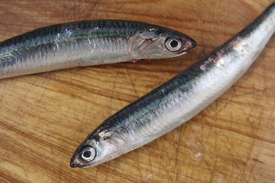 sardinia, fresh, marine, fish, cutting board, vertebrate, freshness HD wallpaper