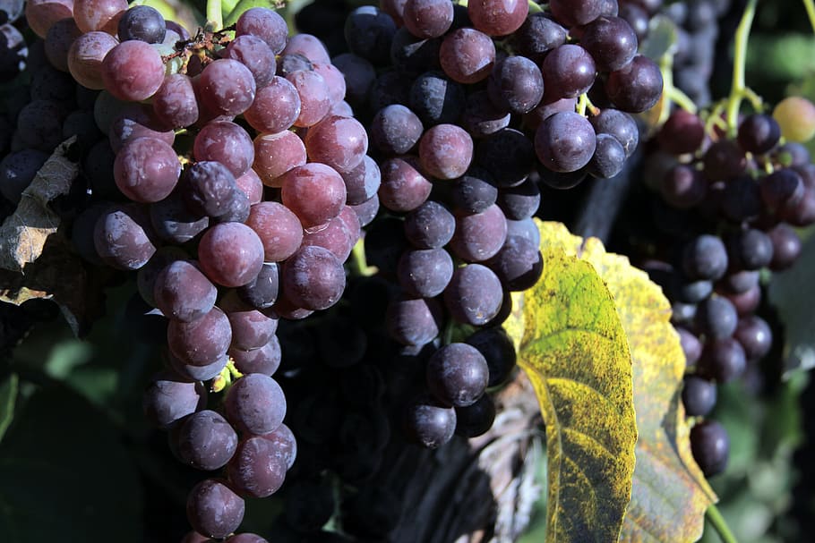 grapes, macro, beautiful, nature, healthy eating, food and drink HD wallpaper