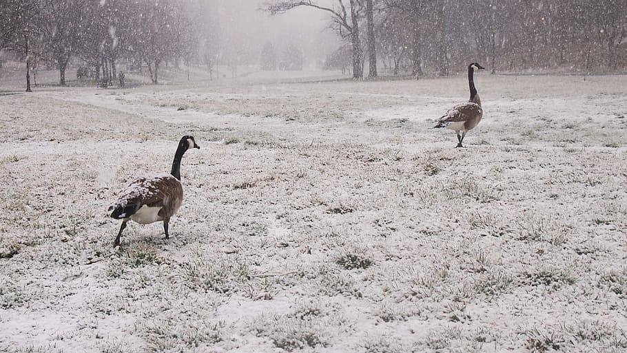 Geese, Snow, snowy park, follow the leader, goose, outdoor, HD wallpaper