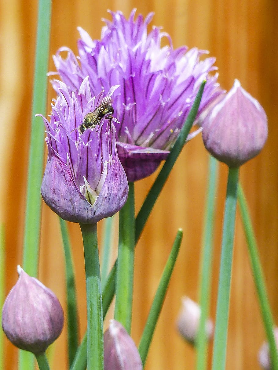 lily of the Nile closeup photo, chive, herbal, blooming, purple HD wallpaper