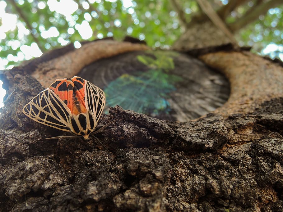 Moth, Tree, Insect, Park, Forest, nature, outdoors, green Color HD wallpaper