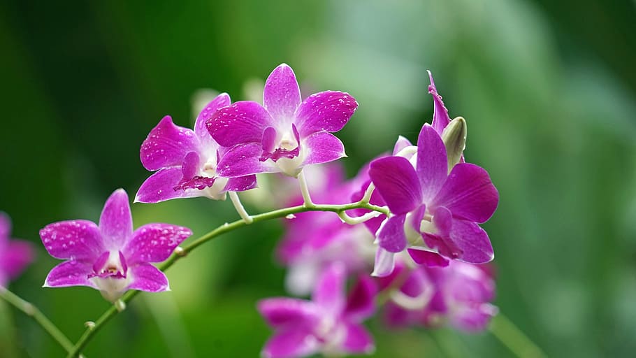 close-up photography of purple dendrobium orchids, blossom, bloom, HD wallpaper