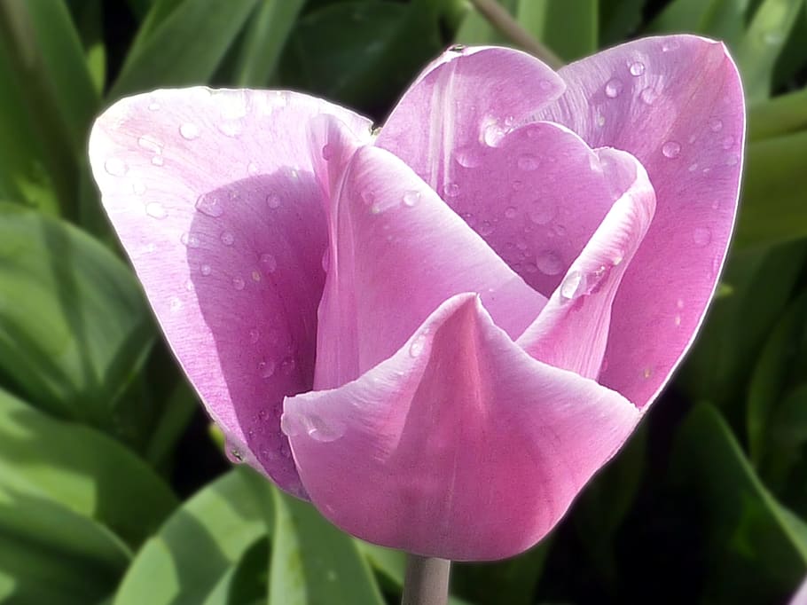 flower, tulip, purple, spring, flowering plant, petal, beauty in nature HD wallpaper