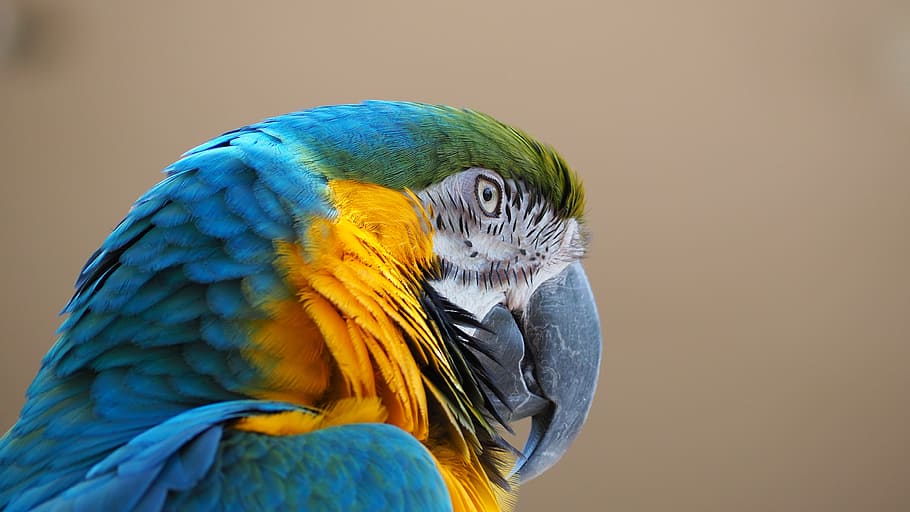macaw, blue, yellow, bird, beak, animal, parrot, nature, wildlife HD wallpaper