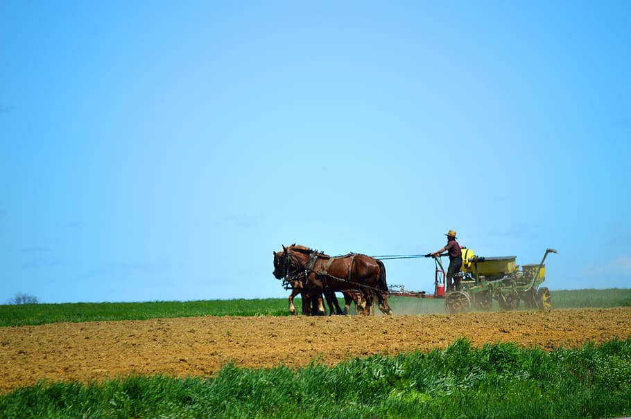 🔥 Free download AMISH HORSE CARRIAGE COUNTRY Wallpaper bordeR Wall  [800x644] for your Desktop, Mobile & Tablet | Explore 47+ Amish Wallpaper  Border, Amish Wallpaper, Border Collie Wallpaper, Poker Wallpaper Border