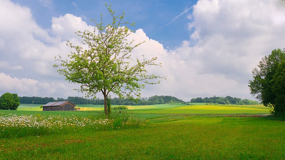 green leafed tree and green grass, landscape, meadow, trees HD wallpaper