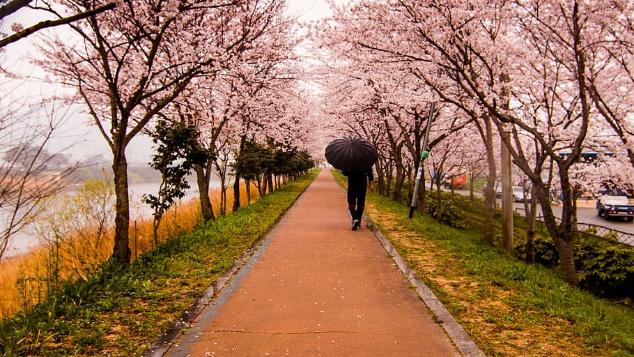 man in black top and bottoms holding open umbrella walking on brown concrete pathway in between cherry blossoms near lake during daytime