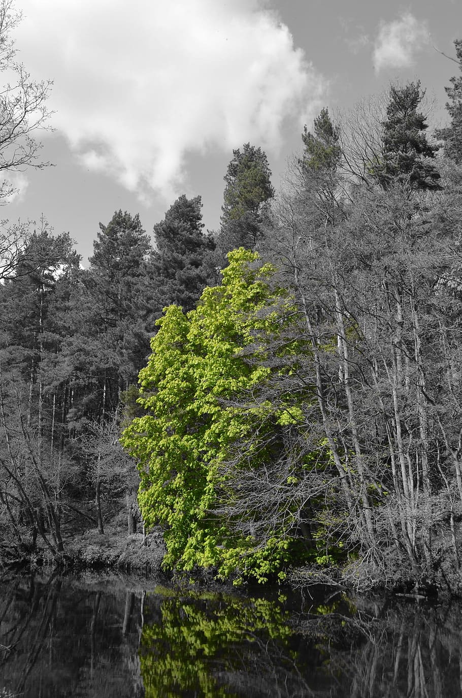 Tree, Nature, Spring, Season, green, branches, leaves, selection HD wallpaper