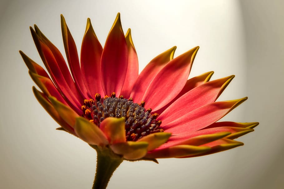 close-up photography of red sunflower, blossom, bloom, pink HD wallpaper