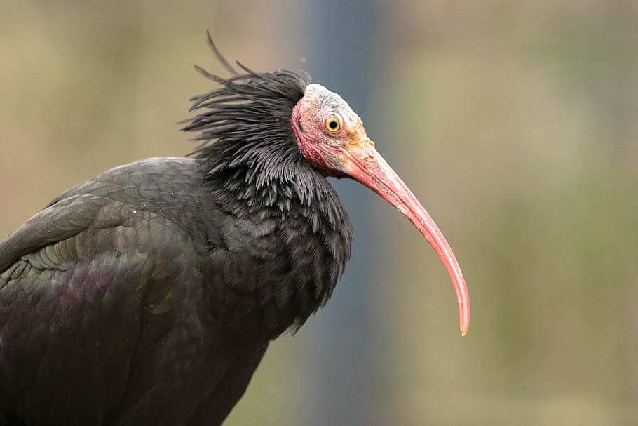 selective focus photo of black vulture bird, exotic, predator HD wallpaper