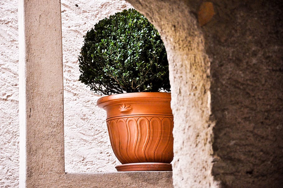 biogno, ticino, botany, plant, architecture, no people, wall - building feature HD wallpaper