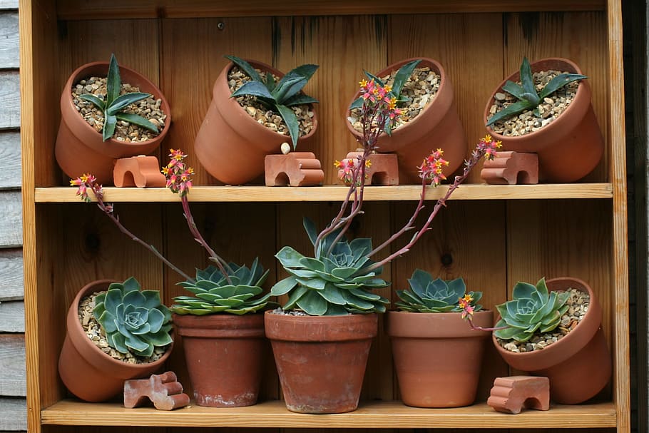 pots, garden, cacti, potted plant, no people, shelf, choice HD wallpaper