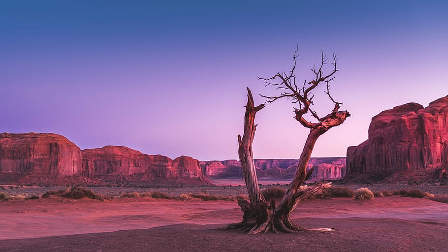 withered tree in middle of field with mountain in background, bare tree across mountain under clear blue sky HD wallpaper