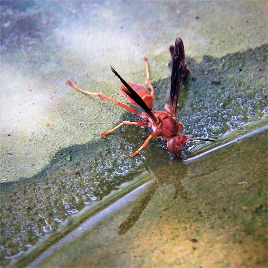 wasp, red, insect, water, winged, animal themes, animal wildlife HD wallpaper