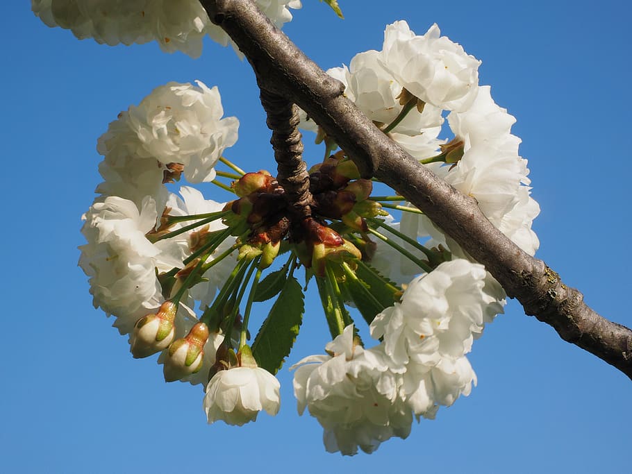 cherry blossom, white, spring, bloom, white blossom, tree, blossom branches HD wallpaper