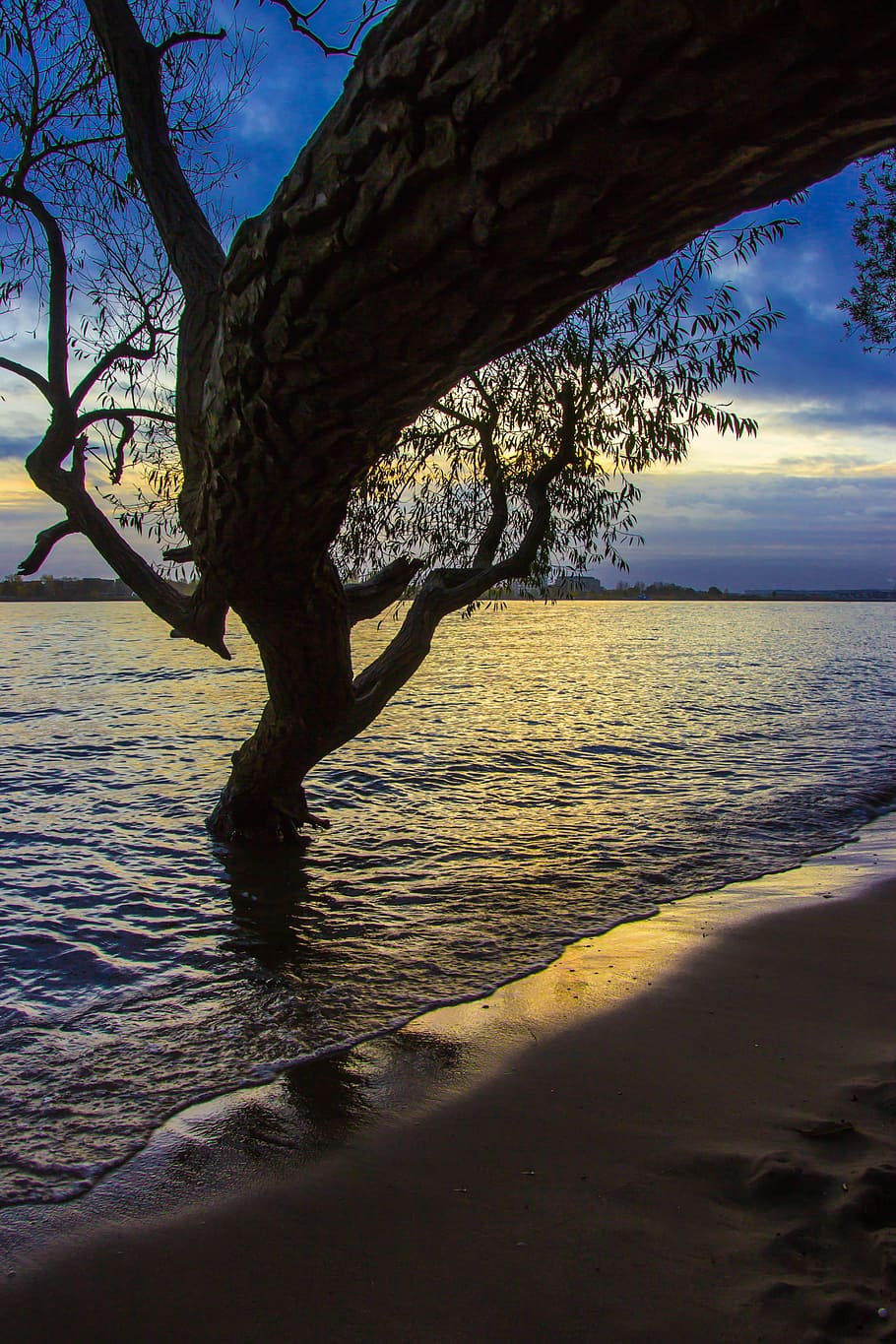 Elbe, Beach, Tree, Water, elbe beach, landscape, sand, hamburg HD wallpaper
