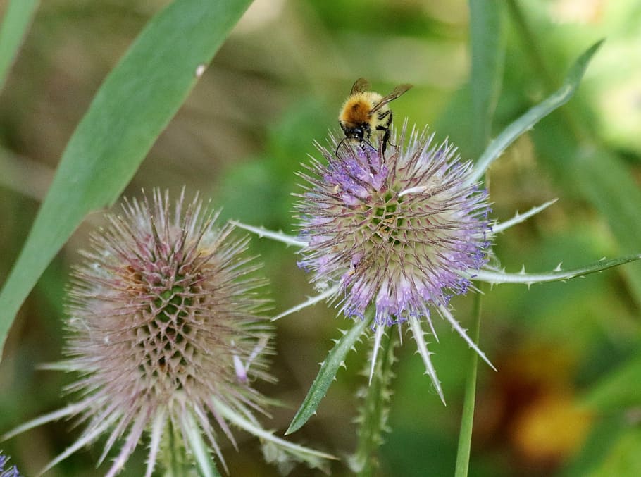 thistle, bee, spiky, plant, nature, flower, flora, sharp, wild HD wallpaper