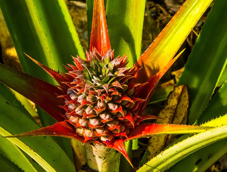 Young, Pineapple, Fruit, young pineapple, growth, green color HD wallpaper
