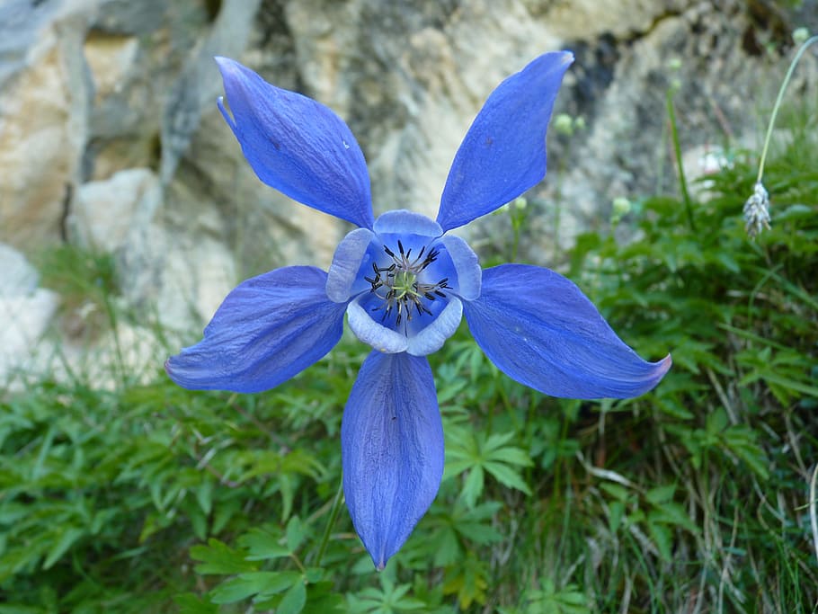 flower, flora, mountain, botany, blue, alps, vanoise, plant HD wallpaper