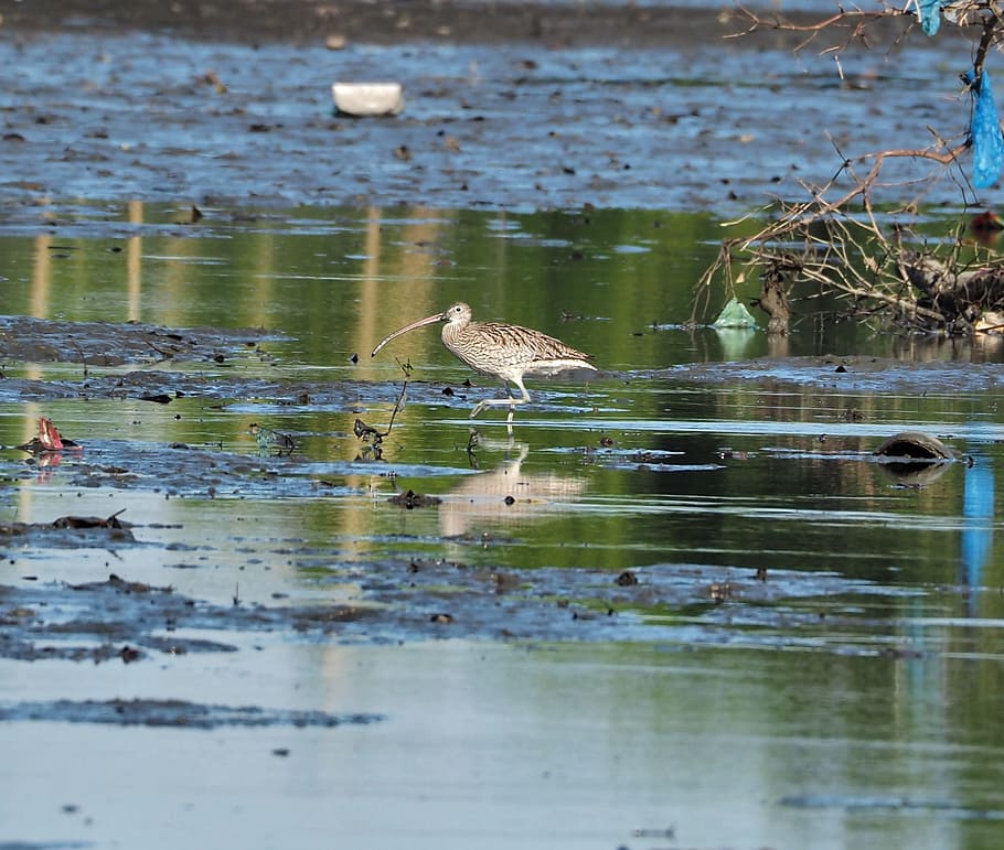 water, bird, lake, wildlife, shorebird, marsh, nature, outdoors, HD wallpaper