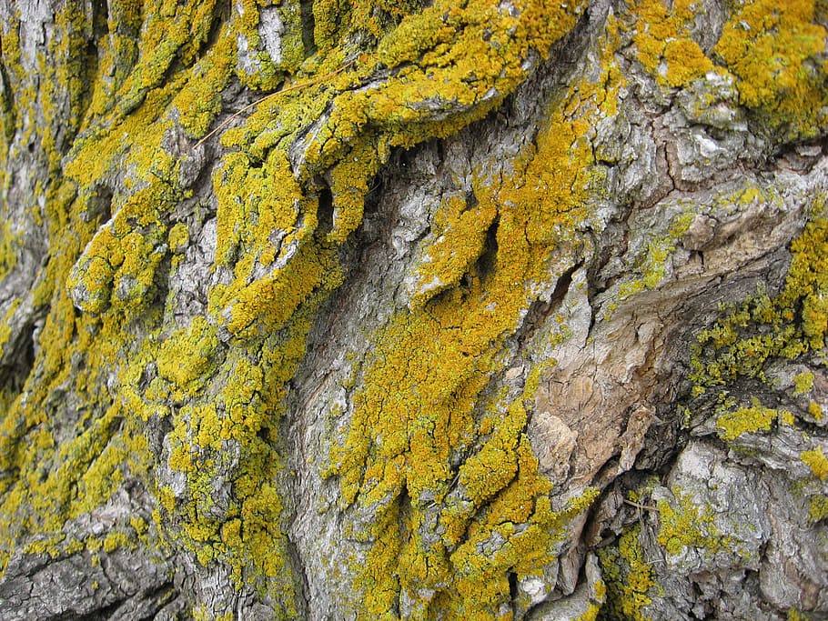 lichen, nature, environment, texture, natural, growth, surface HD wallpaper