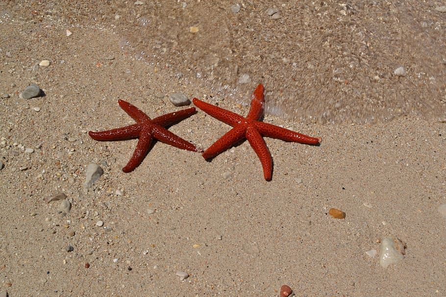 sea, sand, starfish, see stars, coast, vacation, summer, beach, HD wallpaper