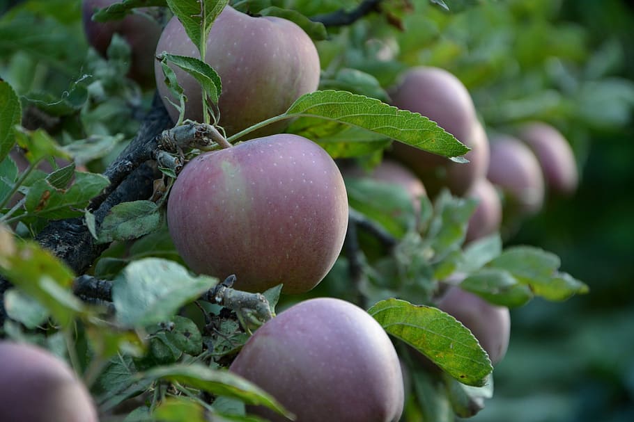 closeup photo of peaches, close-up, apple, red, macro, greens HD wallpaper